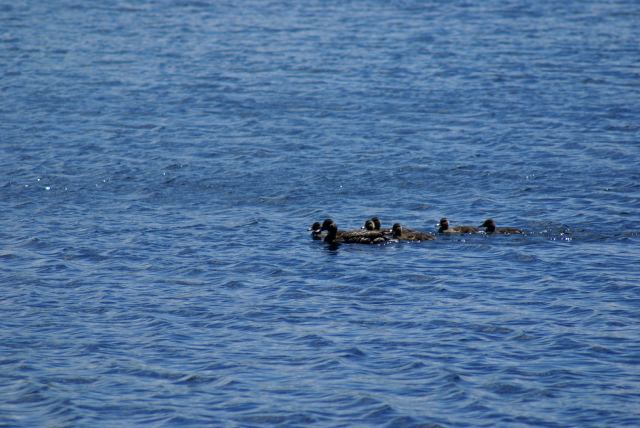 Ducks, both big and little...