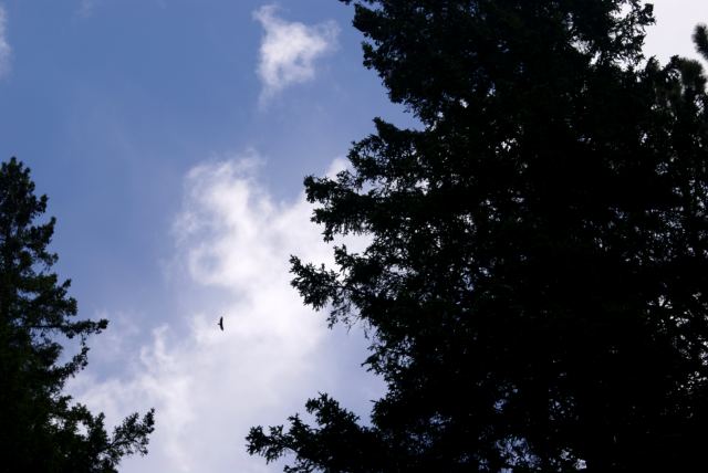 An eagle or two seemed to always be overhead.