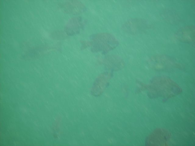 The fish on the north end are active and plentiful.  The school of bluegills near our raft numbered in the hundreds.
