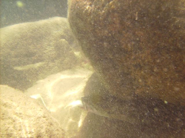 Mrs Nemo spotted one bass with a fish in its mouth that was too big for it to swallow.  It seemed to be wondering what to do next.