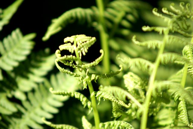 Plants are at their peak.  The hills are green and more are springing up by the hour.