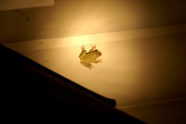 Strange, siding clinging toads were spotted in the early evening.   