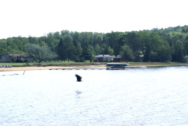 The wildlife on the north end was divided into two camps this weekend.  There were the eagles, looking for food...