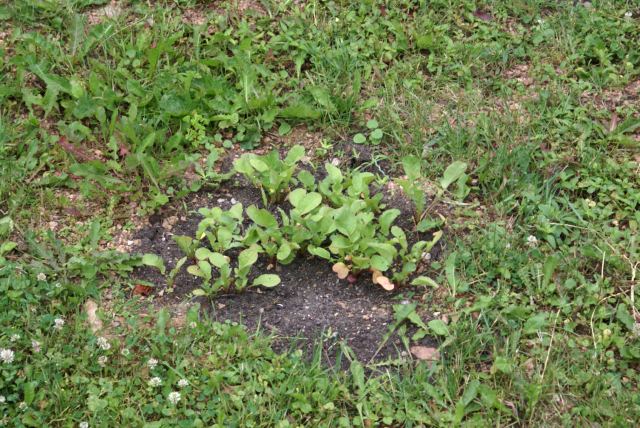 The radishes are in!  The shortness of the growing season this year (it got warm just about what, 3 weeks ago?) made it the crop of choice.  Still looking for a drink that is garnished with a radish.  Maybe something involving tequila.