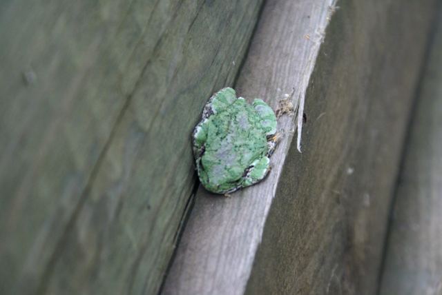 And the food hiding from eagles.  I'm not sure if toad is part of a balanced eagle diet, but this guy was not taking any chances.
