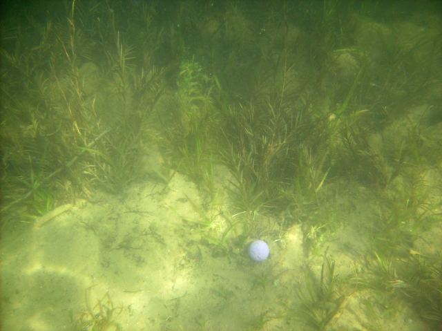 The golfballs are in! Collecting the golfball harvest after chipping them onto the raft is a Mr & Mrs Nemo favorite.