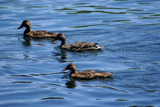 The ducks that survived are getting bigger.  
