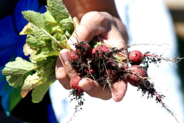 "The Great Radish Harvest of '08" has been renamed to "The All Right Radish Harvest of '08"