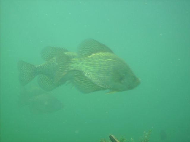 There are more fish on the cribs than I can ever remember.  Mostly Bass, blugill, and black crappies. Big ones too.  