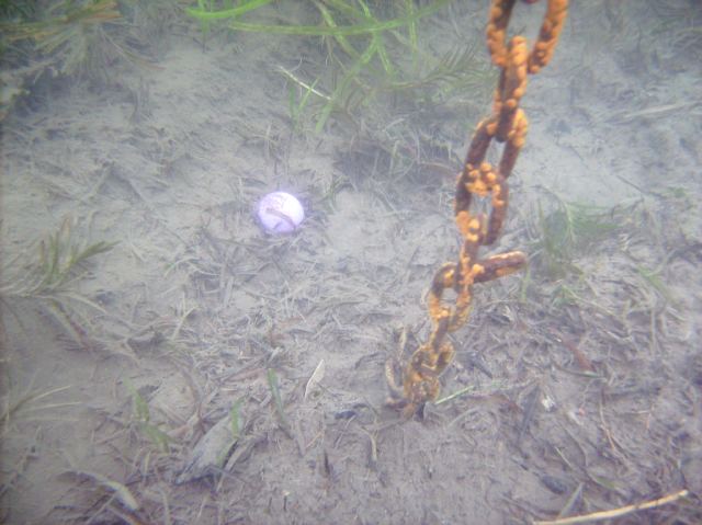The water clarity of the lake was, as always this summer, excellent.  