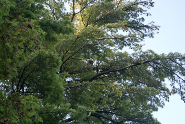 After catching a ride up-north Friday afternoon, I found myself standing on the dock.  While  looking at the lake, an eagle flew just feet above my head, turned and perched in a large white pine.  He is in the center of the picture.  See him? No? OK....