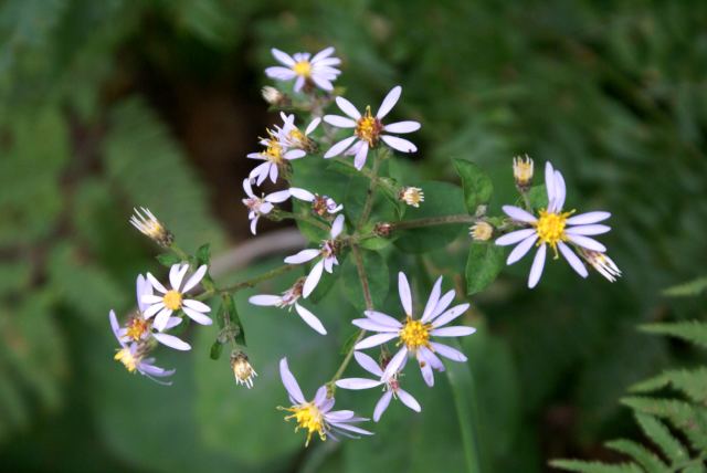 Other late summer plants cover the ground.
