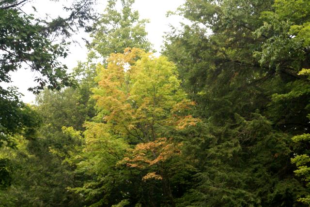 Most trees are still very green, but some are giving a hint of a fall preview. 