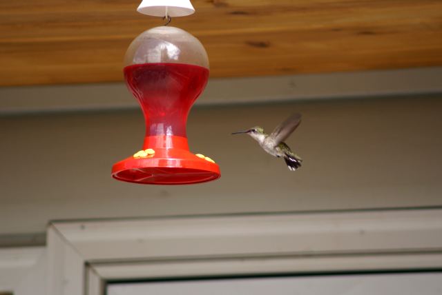 Humming birds were sucking feeders dry and fighting amongst (amongst!) themselves all weekend.