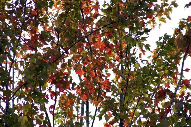 Some trees are starting to turn.