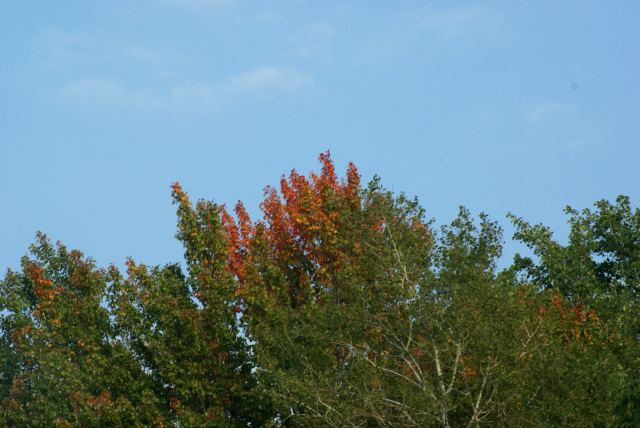 For the most part, these are just stressed trees.  I estimate the color at less than 5%.  The color should be close to 10% next weekend.