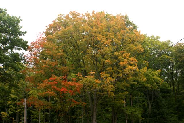 The trees are starting to turn.  I would estimate about 10% color in the northwoods.  It should be closer to 25% next weekend.