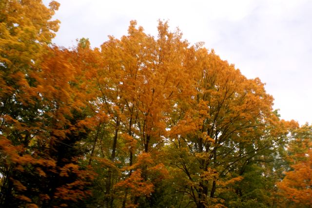 Fall color is close to 50%.  Plenty of golds and yellows on the shore.