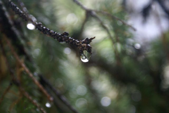 Saturday was best described as soggy. Rain started early and was replaced with mist by the afternoon.  Golf was scarce.