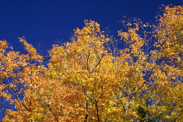 Peak color has come to the northwoods.