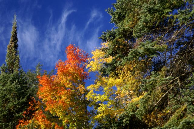 The slightest breeze would bring down leaves like so many giant multi-colored snowflakes.  The sound it makes reminds me of small creatures scurrying around the ground.