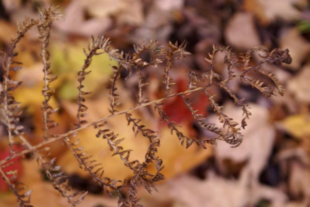 Forest floor ferns have seen better days.
