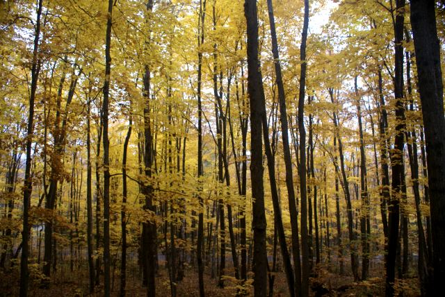 Many leaves have fallen, but there are many still attached and they are marvelous.  Not much red left.  There is plenty of yellow, gold, and brown.