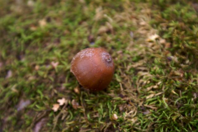 Acorns are all over the ground in various states of squirrel food-ness (whole, half eaten, all eaten).  I've always wondered how they taste.  I understand they are very bitter and need to be boiled to be made edible, but I've never been hungry/curious enough to bite one.