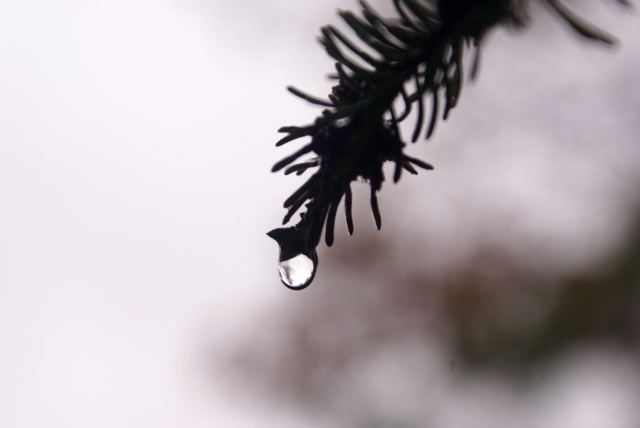 Rain returned on Sunday.  It would turn to snow by Monday morning.