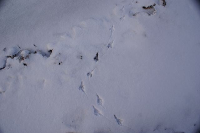 All along the north shore there were these animal tracks.  I think they were made by a bird.