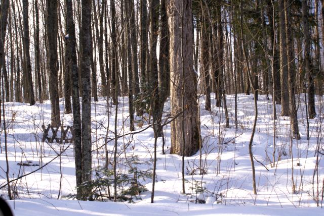 We drove the west shore slowly just be sure that a fidgety  tapper hasn't tried to get a jump on the season.