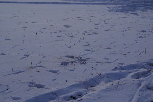 The space between the forts was stick filled.  Filled with sticks.  Stick-ilated.  There were thousands.
