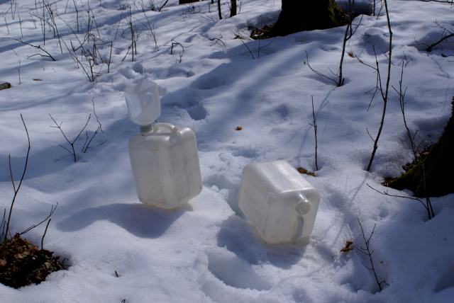 After hiking to the trees, we were given 2 jugs and a funnel and pointed to the trees.