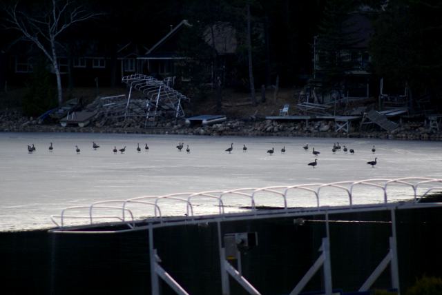 On Friday, a flock of geese took a break on the north end of the lake.  The best thing was the way they waddled back into formation before they took off (strange but true!)