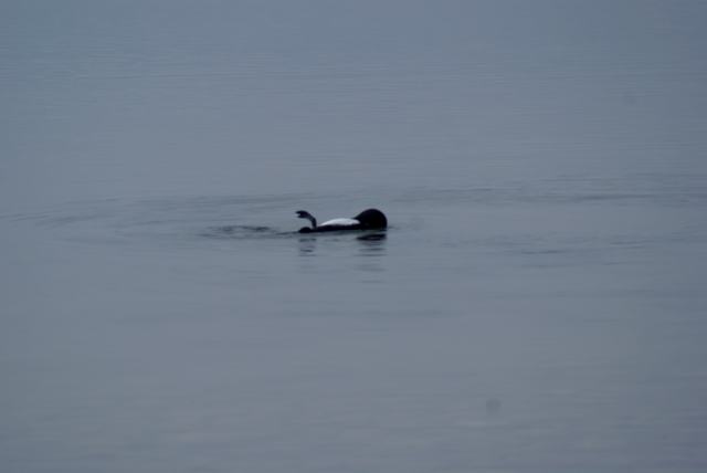 The lake was described as cold by those who were brave enough to get into the water.  The water temperature seems fine for loons.  This guy was on the north end Sunday morning.  He kept on turning over to stretch his back and legs.  Several times it looked for the life of me like he was flipping us off.  Beware the rude loon.