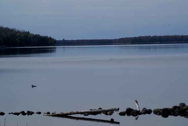 The lake continues to rise.  A measurement, taken on Sunday, showed the water to be 28 inches below the nail.  That's lower than late last fall, but an estimated 4 inches higher than ice-out.  We need more rain.<br><br><br>-Nemo