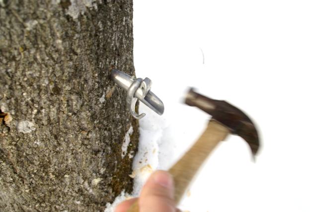 My job was to hammer the spiles in place.
