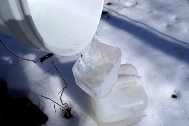Later in the morning the sugarbush was mined.  One hundred and five gallons of the sappy ore was poured from the buckets and is currently being refined into amber gold.
