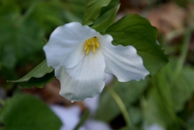 Trillium season is at its peak.  The flowers did not seem to be upset by the snow.