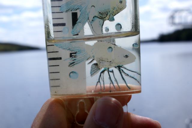 There was 0.8 inches of water in the rain guage after the last snow of the season melted. We need more rain, but this was a good weekend.