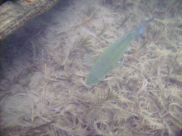 The gamefish, especially the smallmouth bass like this one, seemed extra active this weekend.