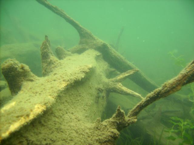 The fish we saw diving seem to still be very active but there are fewer of them than a few weeks ago as seen here.
