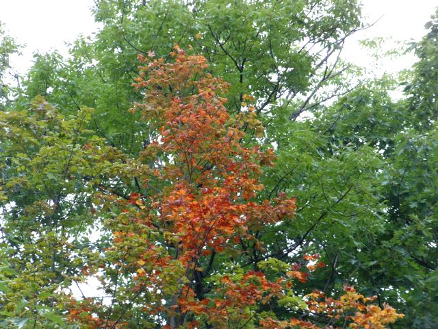 With the 80° F temperatures and warmish water, Summer is still at the party but some trees are whispering, "not for long".