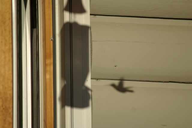 The lake area is also teeming with humming birds (and their shadows).  The restaurant on lake Metonga has 3 feeders out and we watched half a dozen of the tiny things buzzing about.