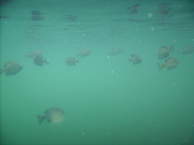The fish seemed to like it too.