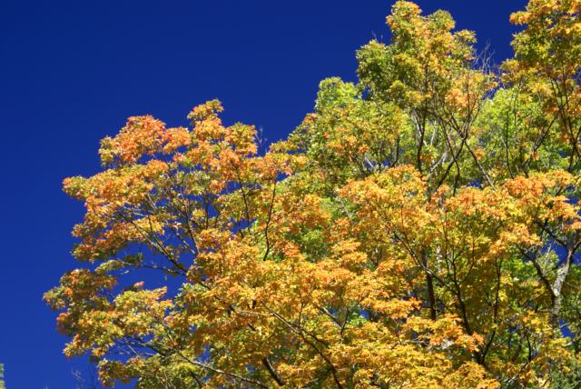 As are the yellows and golds.  Two to three weeks till peak color.