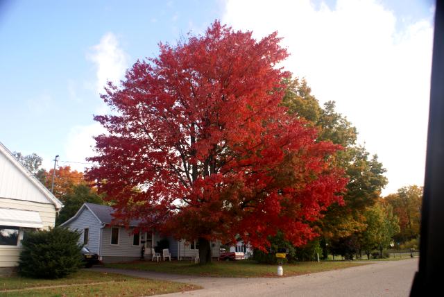 Was this weekend "Peak Color" weekend?  There was ample evidence in Crandon...