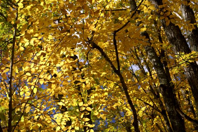 and in the woods outside of the big city...