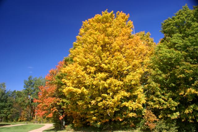 Most however, were in full leaf.  There was enough green to suggest that peak is a few days away.  For what it's worth, the Mayor of Knottlane insisted that this was peak weekend.