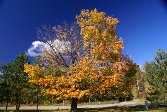A few trees even seemed to have been in a "Post Peak" state.
